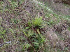 Polystichum proliferum