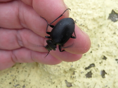 Carabus banonii