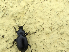 Carabus banonii
