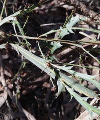 Acacia alata