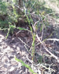 Acacia alata