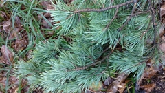 Pinus sylvestris