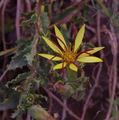 Mutisia sinuata