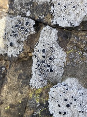 Lecanora gangaleoides