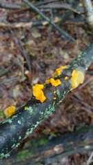 Tremella mesenterica