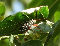 Placosternus crinicornis