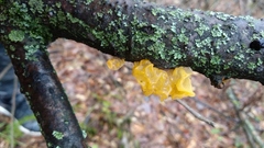 Tremella mesenterica