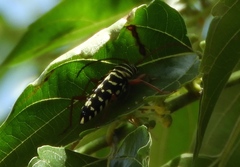 Placosternus crinicornis