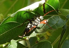 Placosternus crinicornis