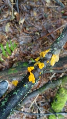 Tremella mesenterica