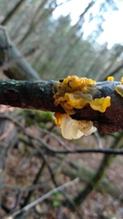 Tremella mesenterica