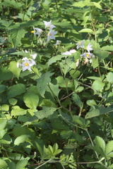Solanum carolinense carolinense