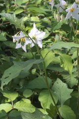 Solanum carolinense carolinense