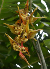 Heliconia platystachys