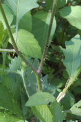 Solanum carolinense carolinense