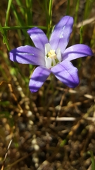 Brodiaea terrestris terrestris