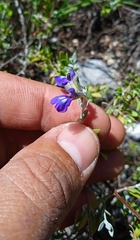 Salvia thymoides