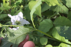 Solanum carolinense carolinense