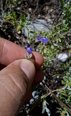 Salvia thymoides