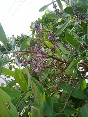 Qualea parviflora