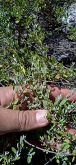 Salvia thymoides