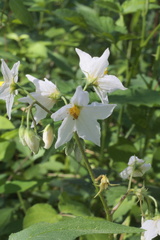 Solanum carolinense carolinense