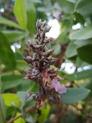 Qualea parviflora