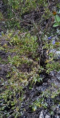 Salvia thymoides