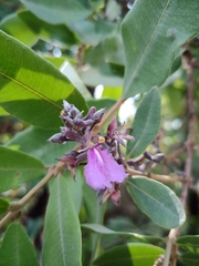 Qualea parviflora