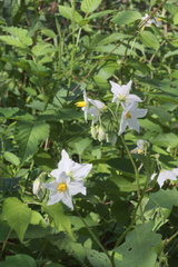 Solanum carolinense carolinense