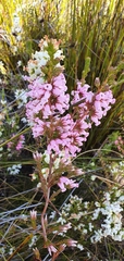 Erica daphniflora