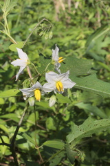 Solanum carolinense carolinense