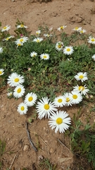 Aphanostephus ramosissimus