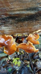Flammulina