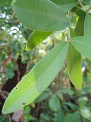 Qualea parviflora