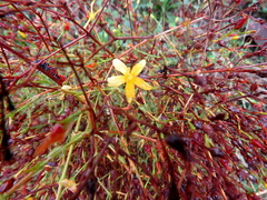 Hypericum triquetrifolium