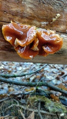 Flammulina