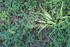 Carex flaccosperma