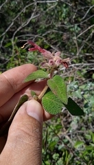 Salvia lasiantha