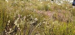 Erica denticulata