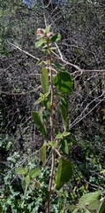 Salvia lasiantha