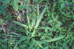 Carex flaccosperma