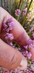 Erica chlamydiflora
