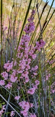 Erica chlamydiflora