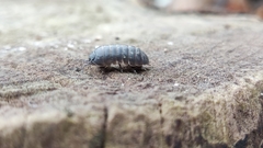 Armadillidium vulgare