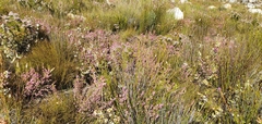 Erica chlamydiflora