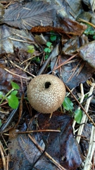Lycoperdon perlatum