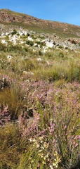 Erica chlamydiflora