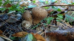 Lycoperdon perlatum