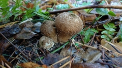 Lycoperdon perlatum